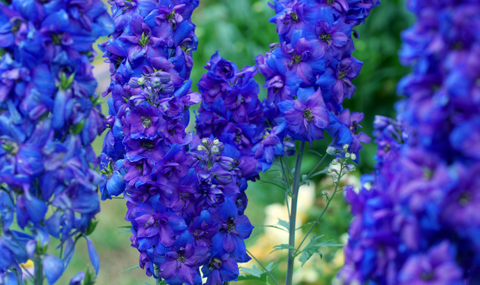 July's birth flower: Delphiniums